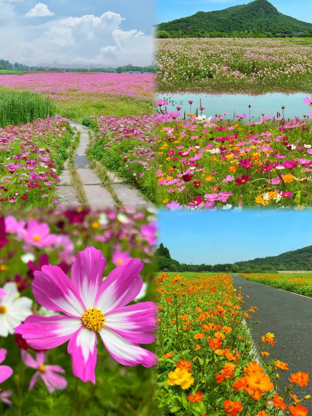 The boundless flower sea at Xianghu Lake is just too romantic