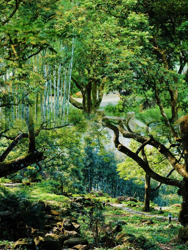 廣州邓山觀星小鎮的古榄園，一個連本地人都鮮為人知的綠意天地