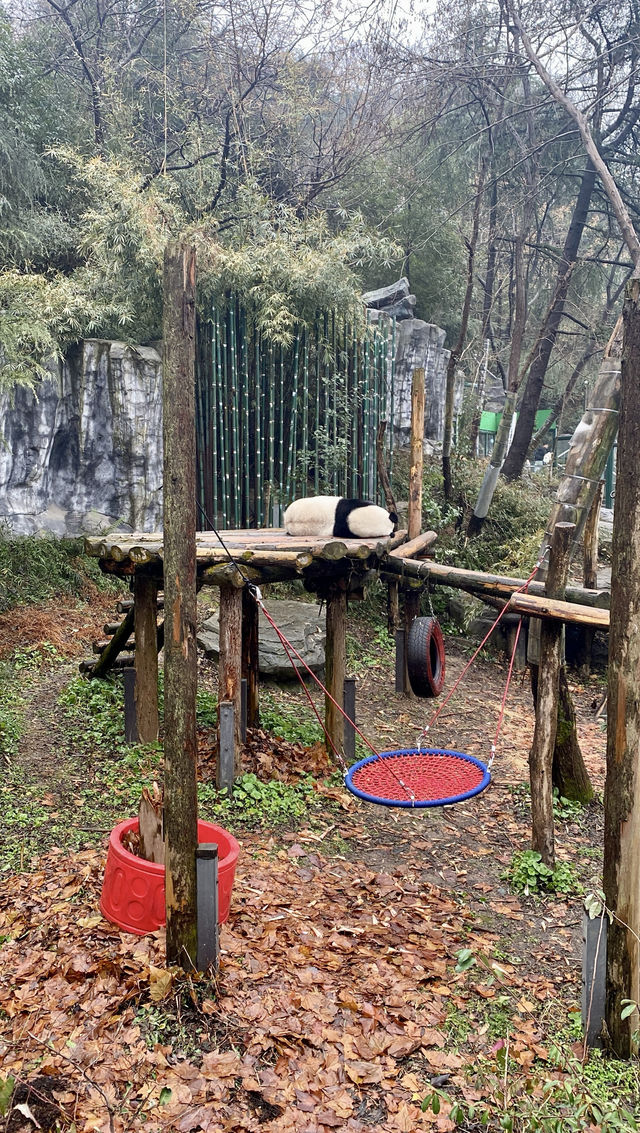 南京去哪兒｜集科普和觀賞於一身的紅山森林動物園