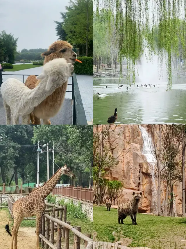 北京野生動物園旅遊攻略