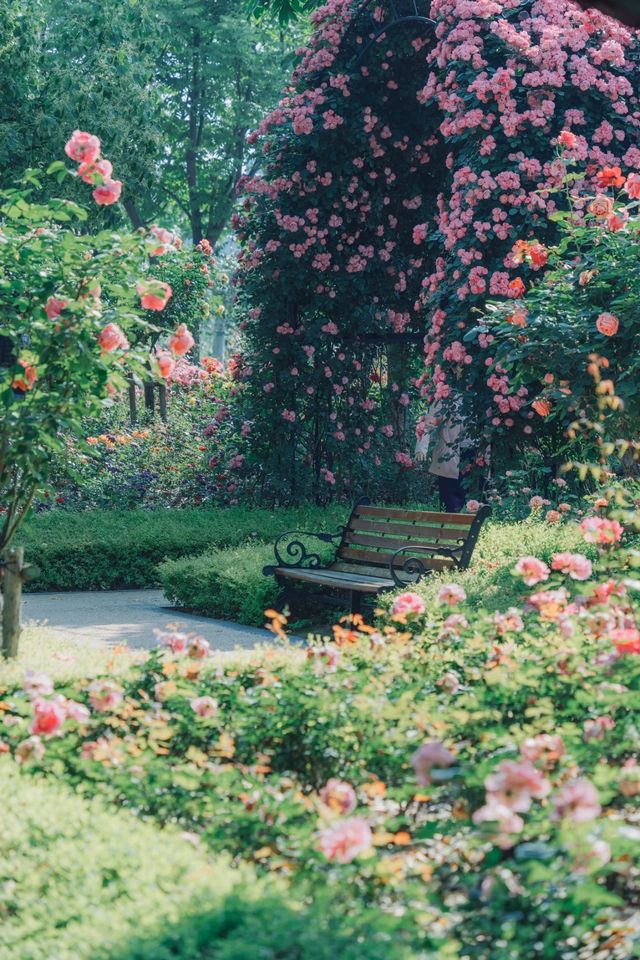 原以為復興公園的薔薇月季已經夠美了，直到我去了…
