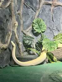 想當飼養員的第n天！！貴州森林野生動物園