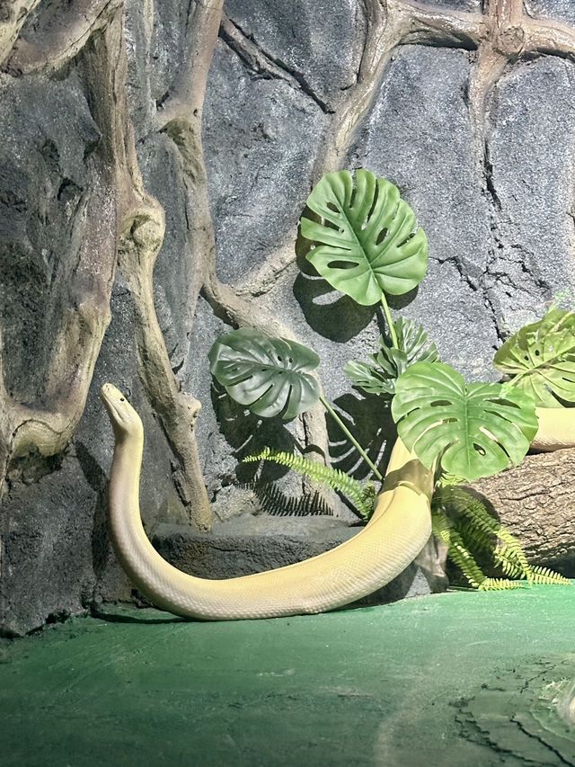 想當飼養員的第n天！！貴州森林野生動物園