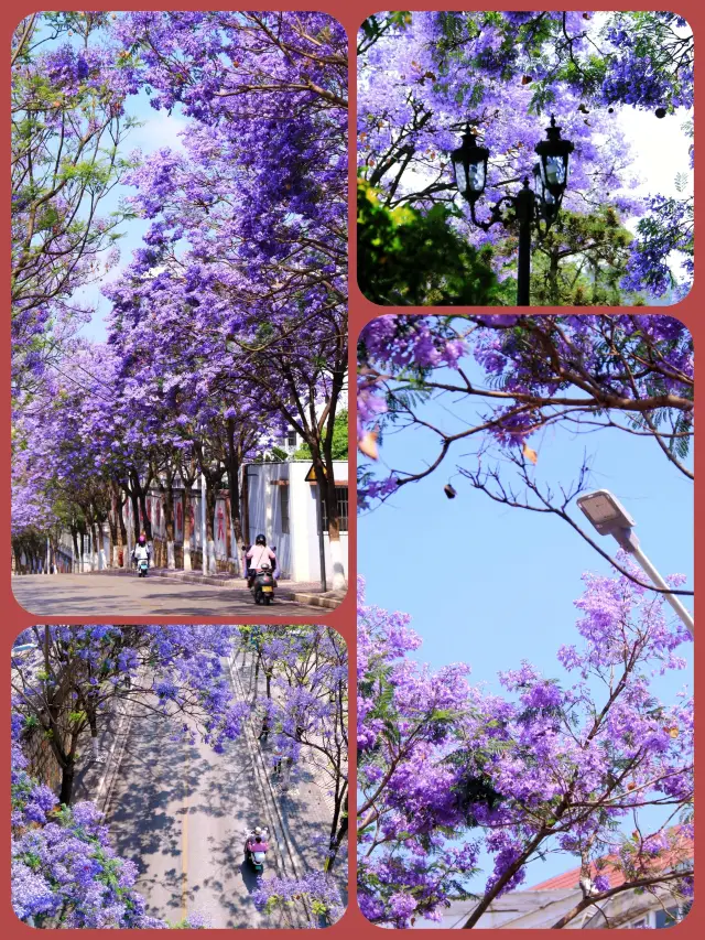 파란 자카란다에 지쳤다면 붉은 자카란다를 구경해 보세요