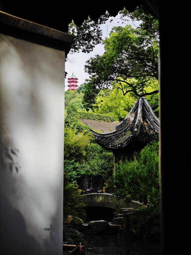 無錫龍光寺繡球花海美爆了！