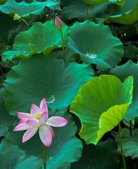 不僅有荔灣湖，廣州螺湧公園的荷花也開啦