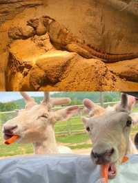 常德野生動物園！湖南人自己的“長隆”