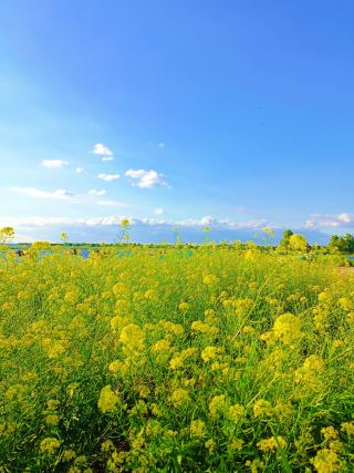 在哈爾濱！我找到了絕美的油菜花海！