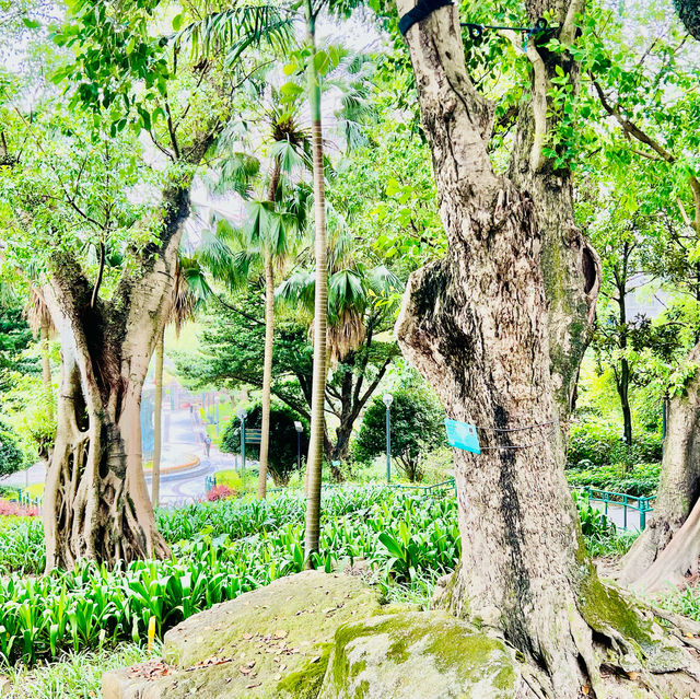 種草澳門白鴿巢公園