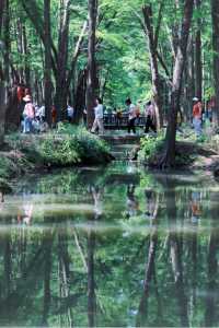 追夏 | 最後的假期，上海周邊水上森林公園