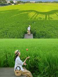在成都周邊拍到了漫畫裡的稻田！跟喜洲似的！|||