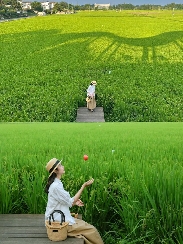 在成都周邊拍到了漫畫裡的稻田！跟喜洲似的！|||