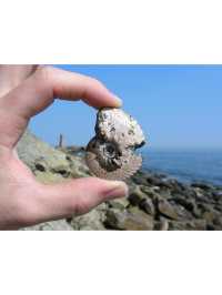 UK Top Fossil Hunting Destinations & My Essential Tips🦖💓