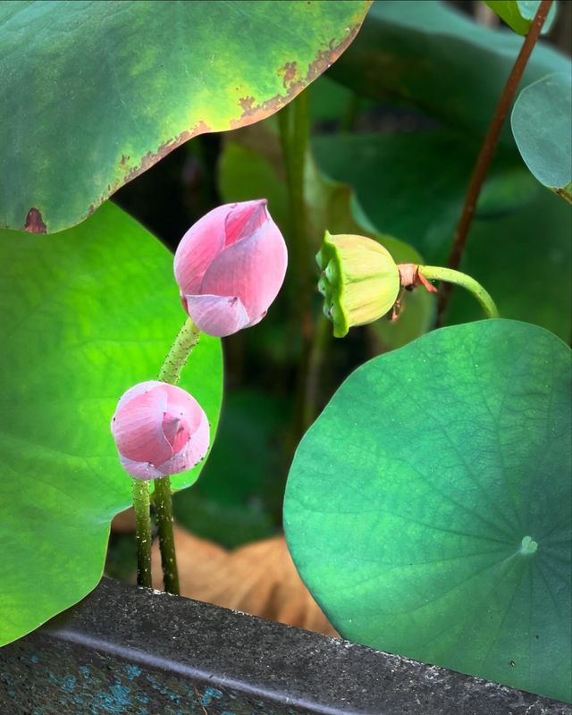 濱江半島|江邊花園咖啡室🪷。
