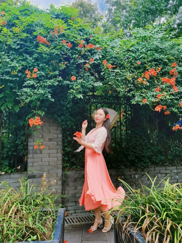 盛開的凌霄花,驚艷了整個夏天。