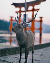 日本三景旅遊攻略 | 超美景點打卡攻略。
