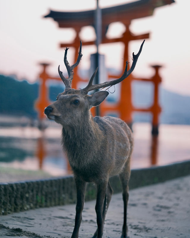 日本三景旅遊攻略 | 超美景點打卡攻略。