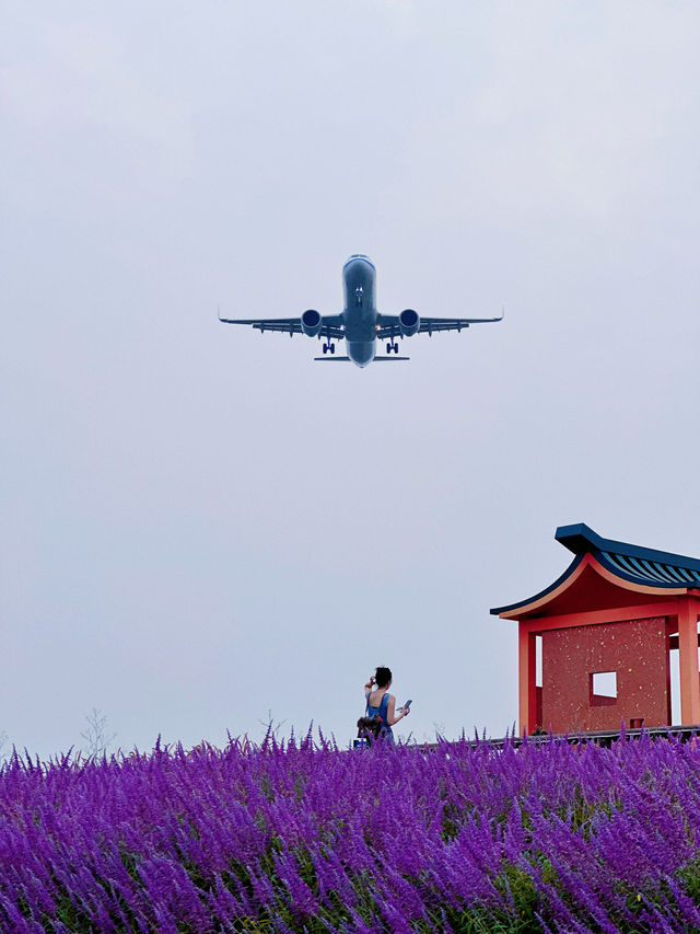 成都小眾旅遊地！露營、遛娃、看飛機。