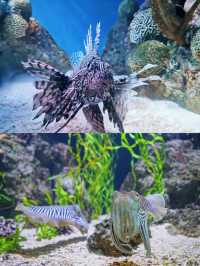 波士頓景點 | 新英格蘭水族館。