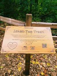 西雅圖自然之旅｜探索伊薩誇的「Jakob Two Tree」。
