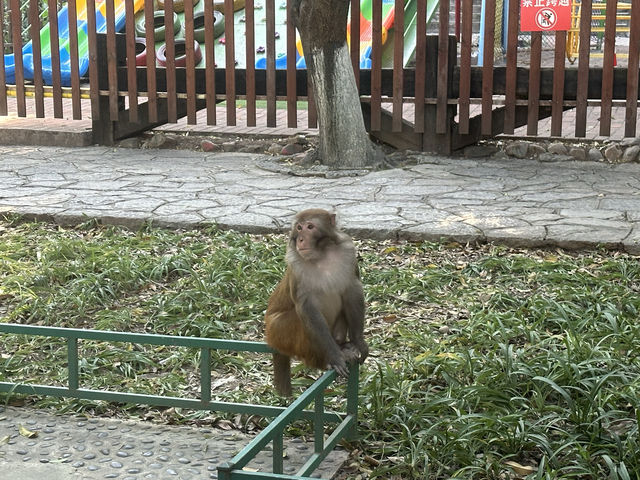 去桂林出差，順道在市區遊玩一下，來到了七星景區。這個景區位於桂林市中心漓江東岸，是一個很大的室內公園。