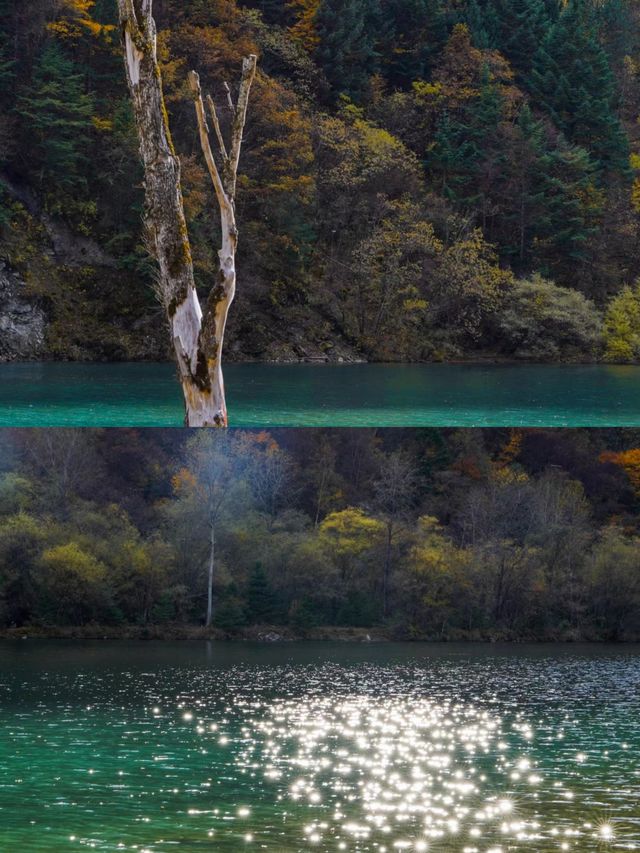 川西的秋景！比起四姑娘山，我更愛這個免費彩林。