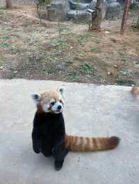 富陽｜看動物、玩樂園、觀演出、坐火車，一票全享。
