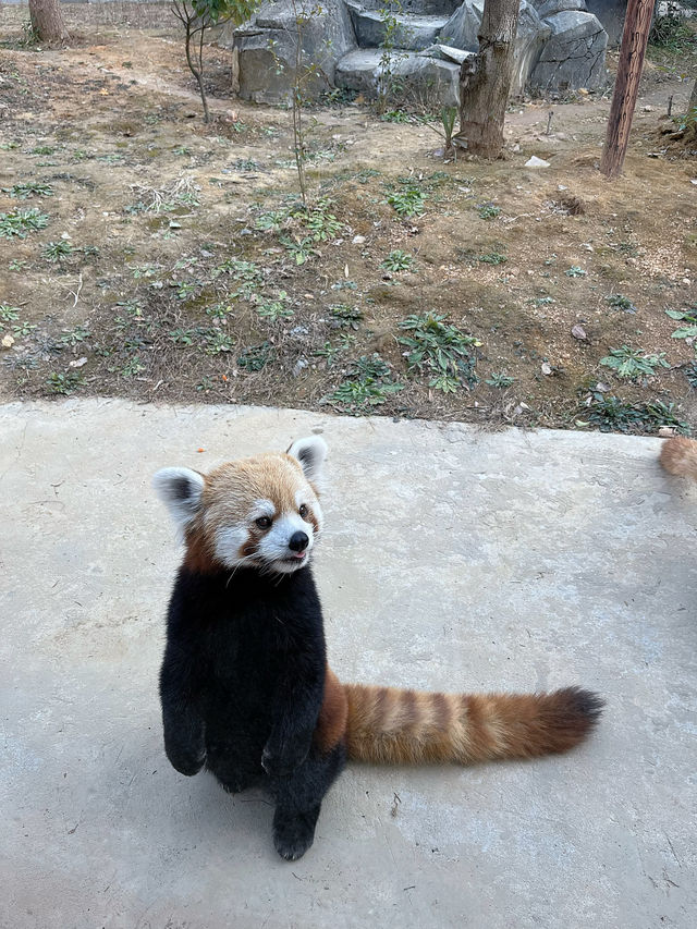 富陽｜看動物、玩樂園、觀演出、坐火車，一票全享。