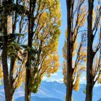 The Wanaka tree such a big and high rise trees 