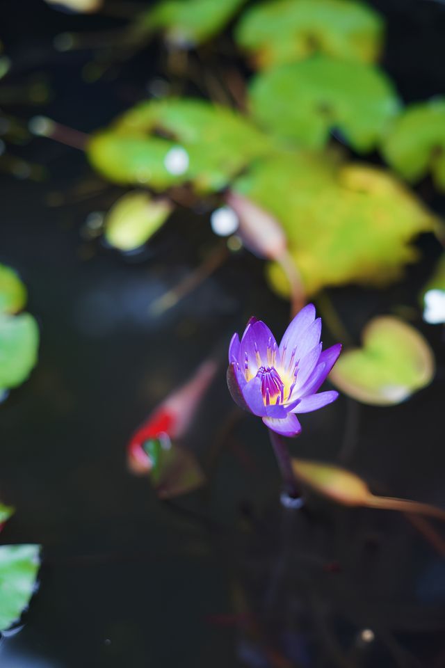 打卡《紅樓夢》四川同款拍攝地！太有意境了吧。