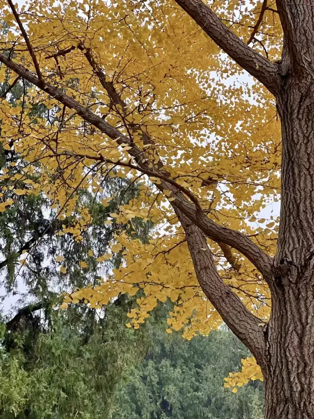 Beijing's Ditan Park is a fairy tale world! 