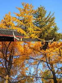 成都百花潭銀杏‖賞秋打卡避坑攻略。