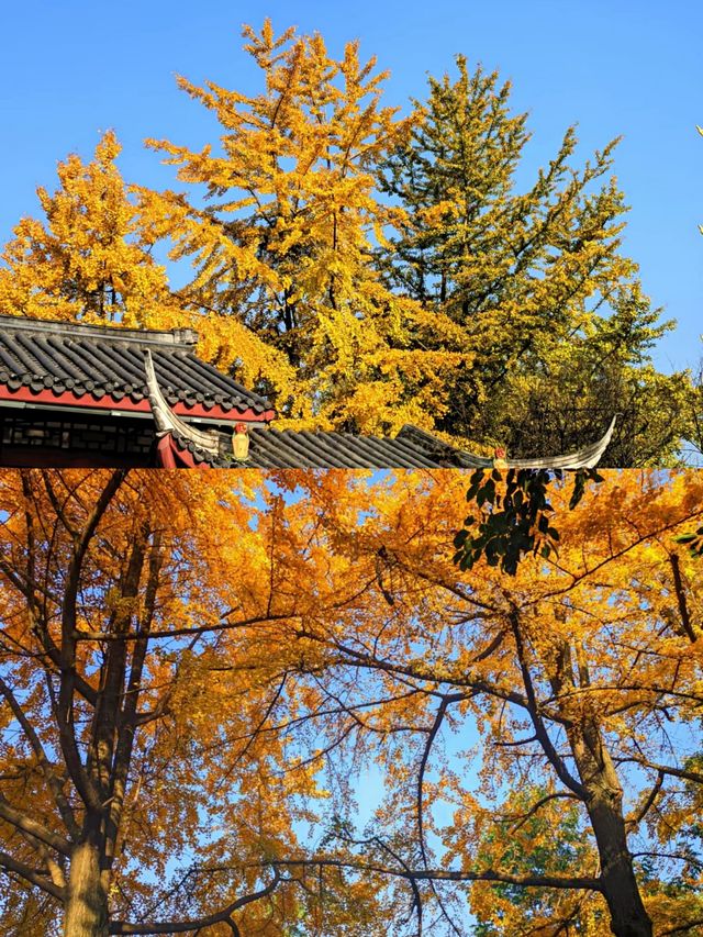 成都百花潭銀杏‖賞秋打卡避坑攻略。