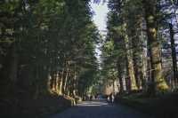 Discover the World Heritage Sites of Nikko, Japan: The Two Shrines and One Temple