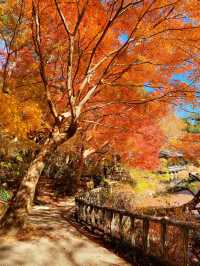 名古屋紅葉季
