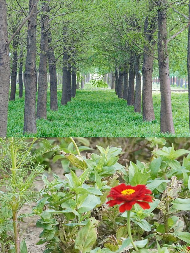 魔都覓秋｜秋意正濃邀您進入粉色花海浪漫