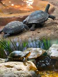 來塔爾薩，不得不體驗的塔爾薩 Tulsa Zoo，感受不同風情