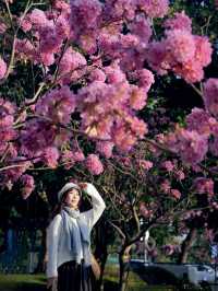 冬日限定｜河邊的紫色花海誰能抗拒