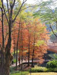 廣州落羽杉絕美打卡點 就藏在雲溪植物園
