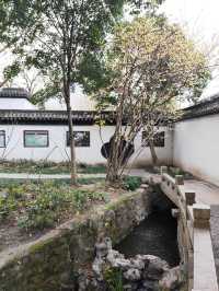 醉白池臘梅開了
