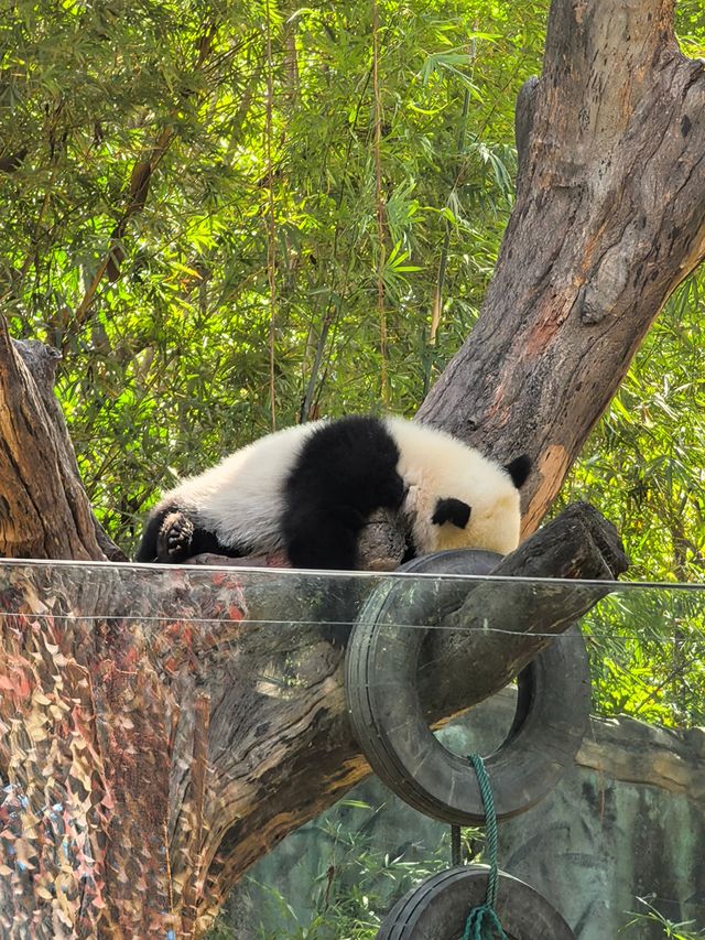 廣州｜來看廣州最可愛的熊貓寶寶妹豬啦