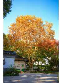 4日玩轉林芝-山南 超全攻略助你成為旅行達人