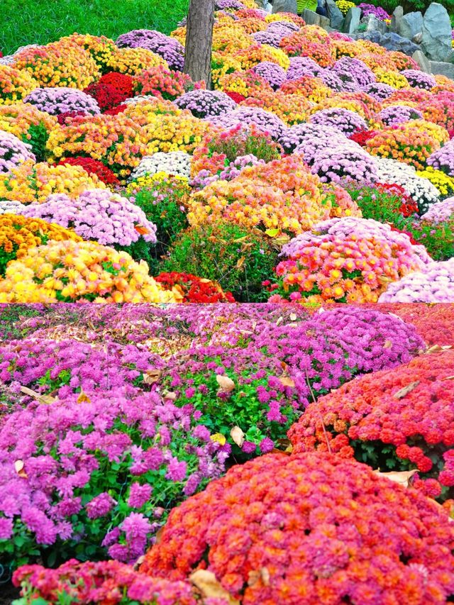 花園中的花海，誰拍誰好看