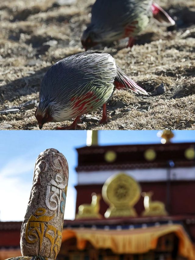《卡久寺》天堂的人間分店米卡久寺，公元1570年所建，