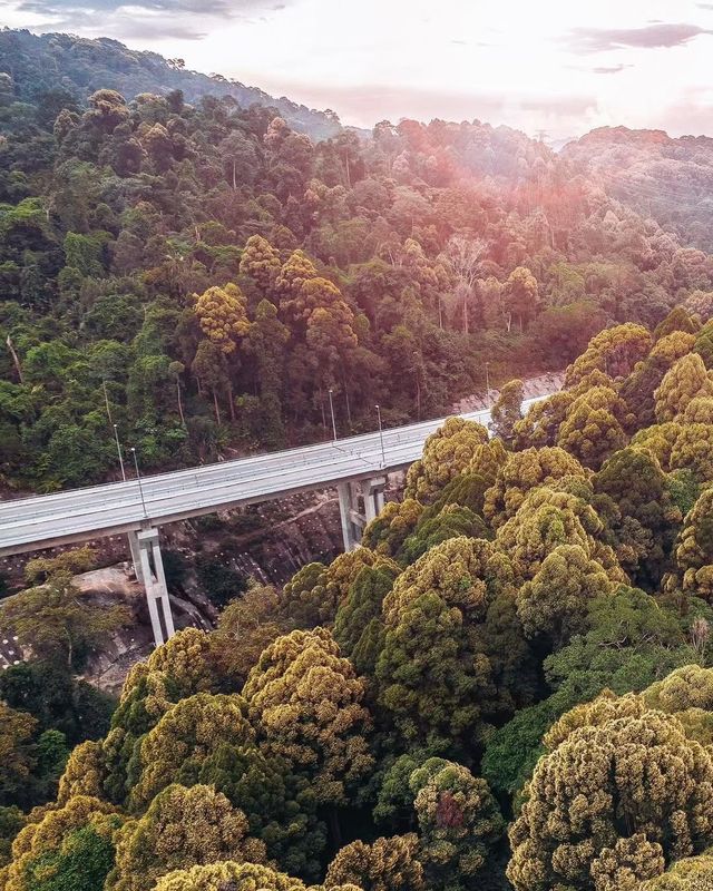 探秘馬來西亞最高公路旁的秘境森林，必打卡的治癒系行山路線！
