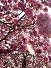 江門綠美生態園🌸 漫山遍野的紫風鈴花海，快來衝！