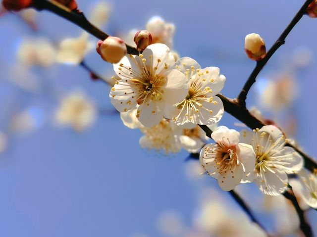 賞梅丨世紀公園