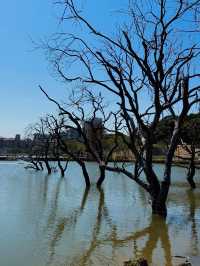 🌳 珠海的自然樂園 - 香山湖公園 🌳