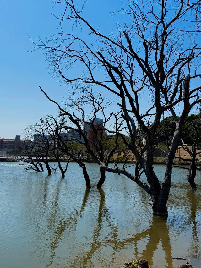 🌳 珠海的自然樂園 - 香山湖公園 🌳