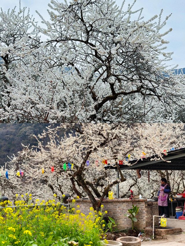 廣東最美的李花來啦丨陽山水浪花谷